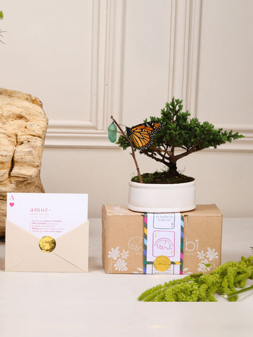 Kit Primer Amor con Bonsái Sakura
