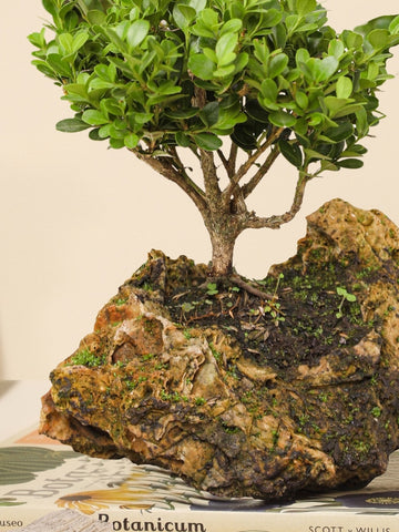 Bonsai Buxus Samurai en Piedra Volcánica