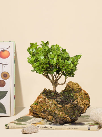 Bonsai Buxus Samurai en Piedra Volcánica