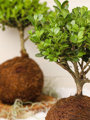 Bonsai Kokedama Osaka en Piedra