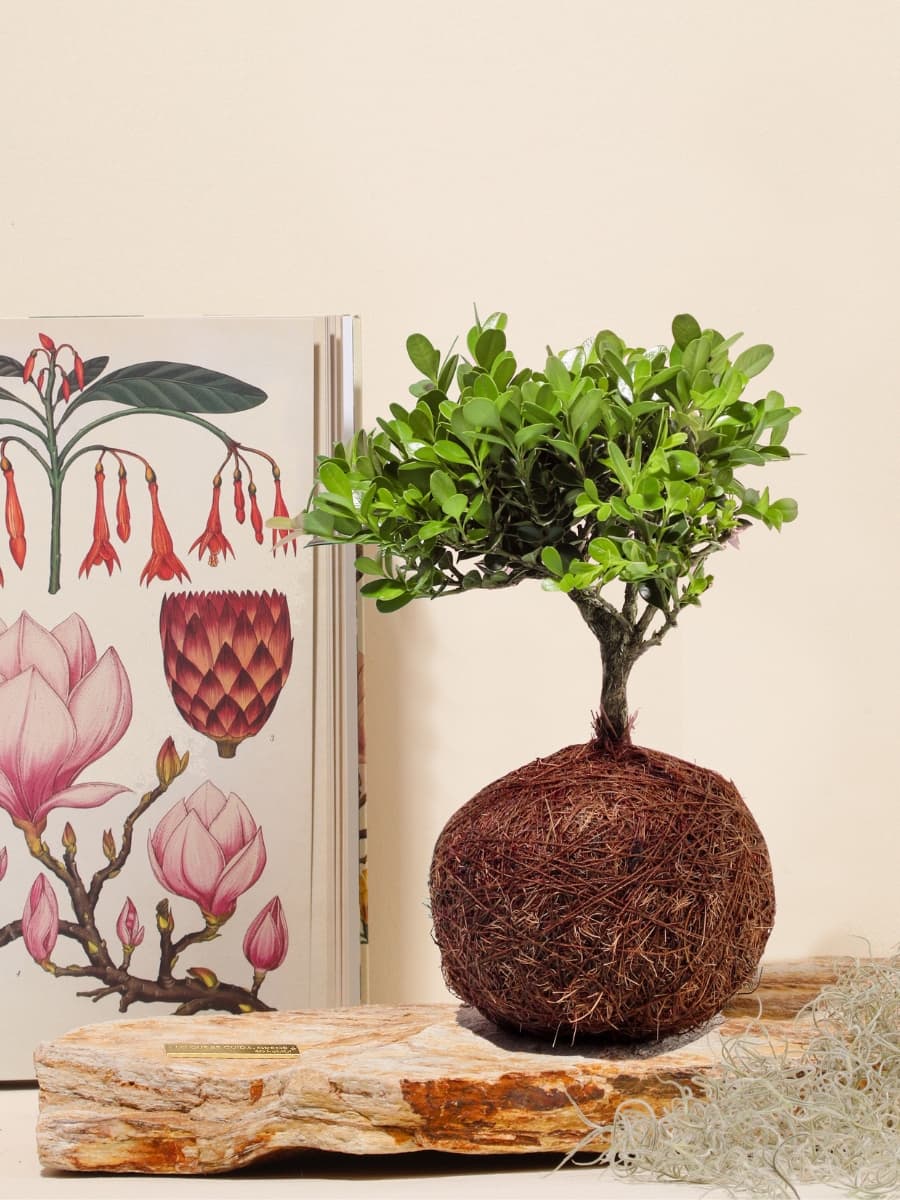 • Bonsai Kokedama Osaka en Piedra