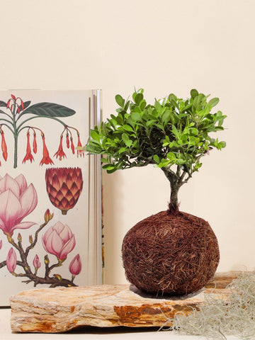 Bonsai Kokedama Osaka en Piedra