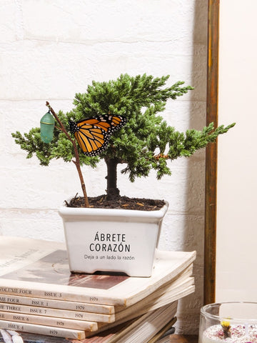 Mini Bonsai, Ábrete Corazón