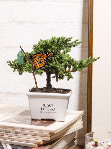 Mini Bonsai, Yo Soy La Tierra