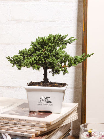 Mini Bonsai, Yo Soy La Tierra