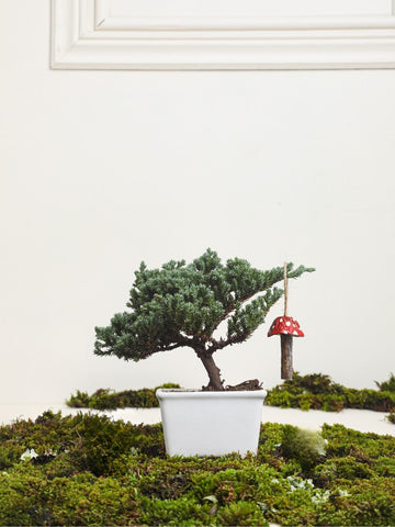 • Mini Bonsai Pino Wabi Sabi de 2 Años con Charm