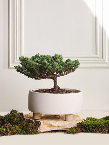Bonsai Pino en Terrario en Concreto