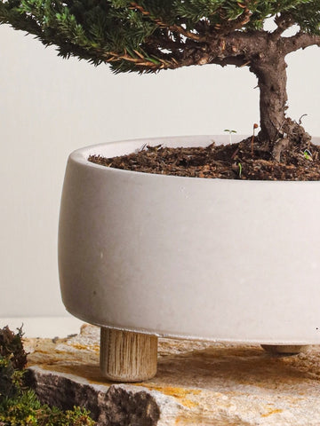 Bonsai Pino en Terrario en Concreto