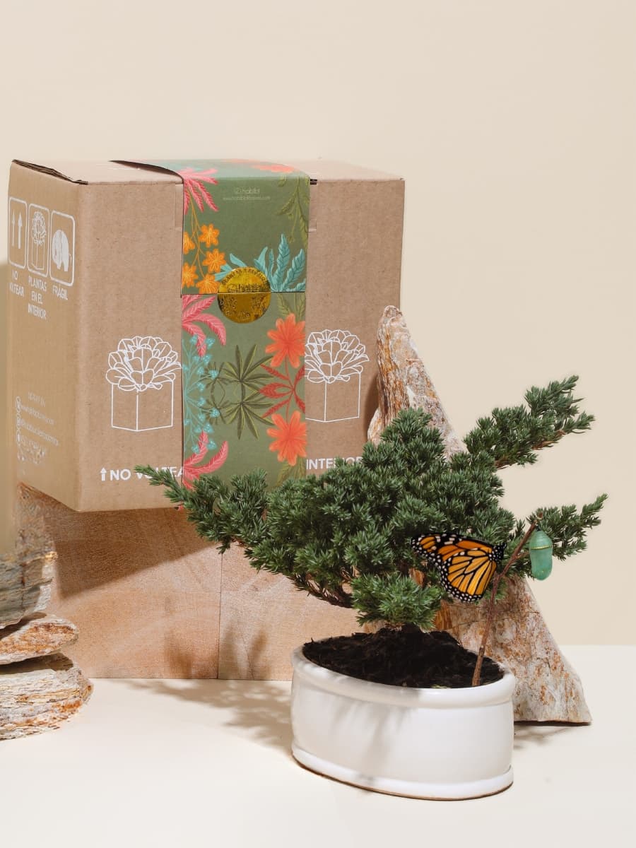 Bonsai de 3 Años Con Empaque de Regalo