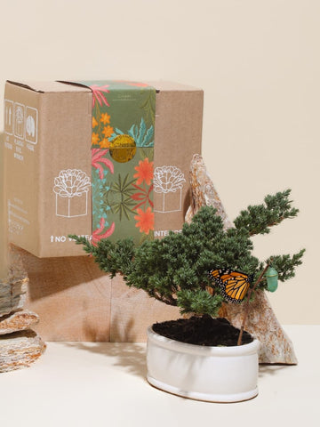 Bonsai de 3 Años Con Empaque de Regalo