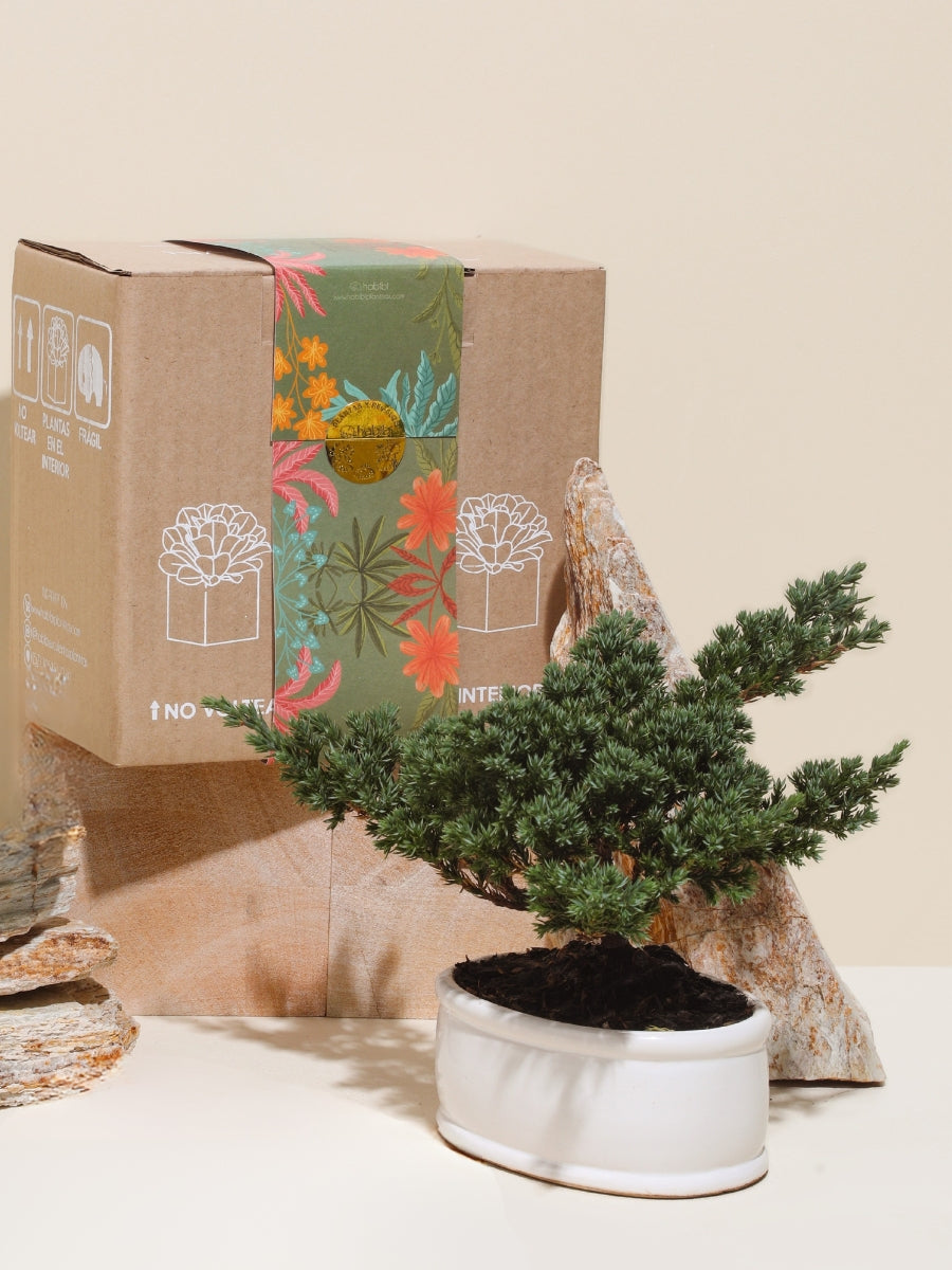Bonsai de 3 Años Con Empaque de Regalo