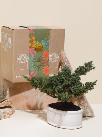 Bonsai de 3 Años Con Empaque de Regalo