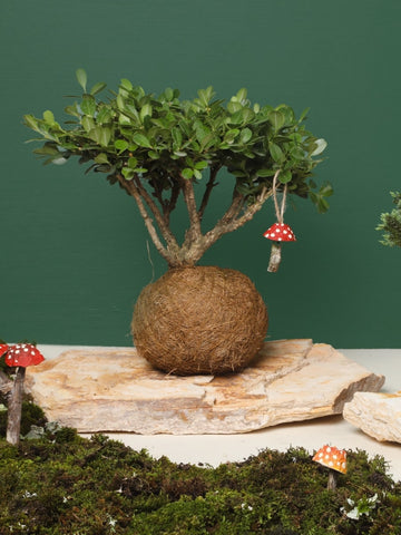 • Bonsai Kokedama Buxus en Piedra con Charm Hongo