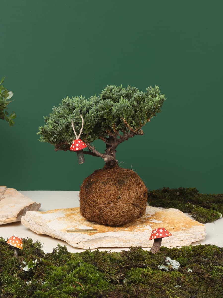 • Bonsai Kokedama Pino Nana en Piedra con Charm Hongo