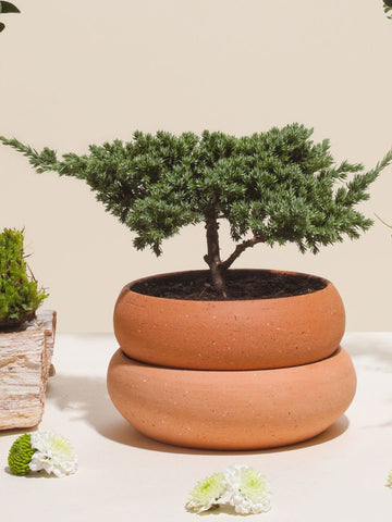 Matera Rosie Para Bonsai en Barro (18 x 11 cm)