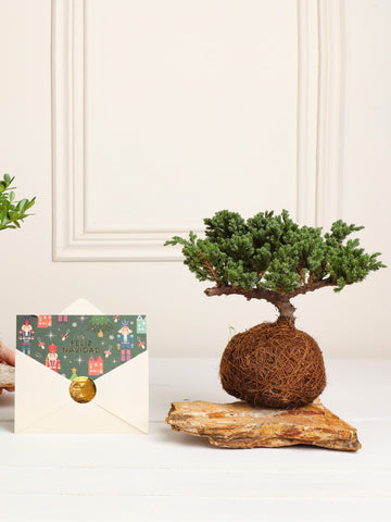 Bonsái Kokedama Pino en Piedra Edición Navidad
