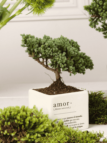 Bonsai Cupido