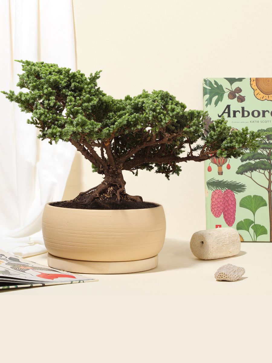 • Bonsai Pino 7 años en Matera Kaori