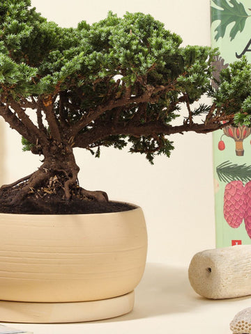 Matera Kaori Para Bonsai En Barro (10 x 21 cm)