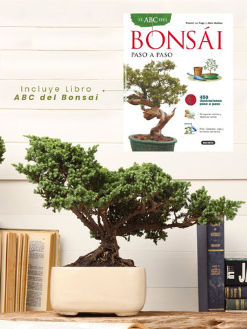 Kit Bonsai Pino 7 años + Libro ABC del Bonsai