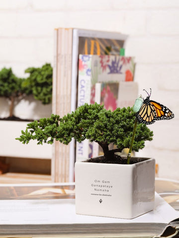 Bonsai, Árbol De La Vida Ganesh Mantra