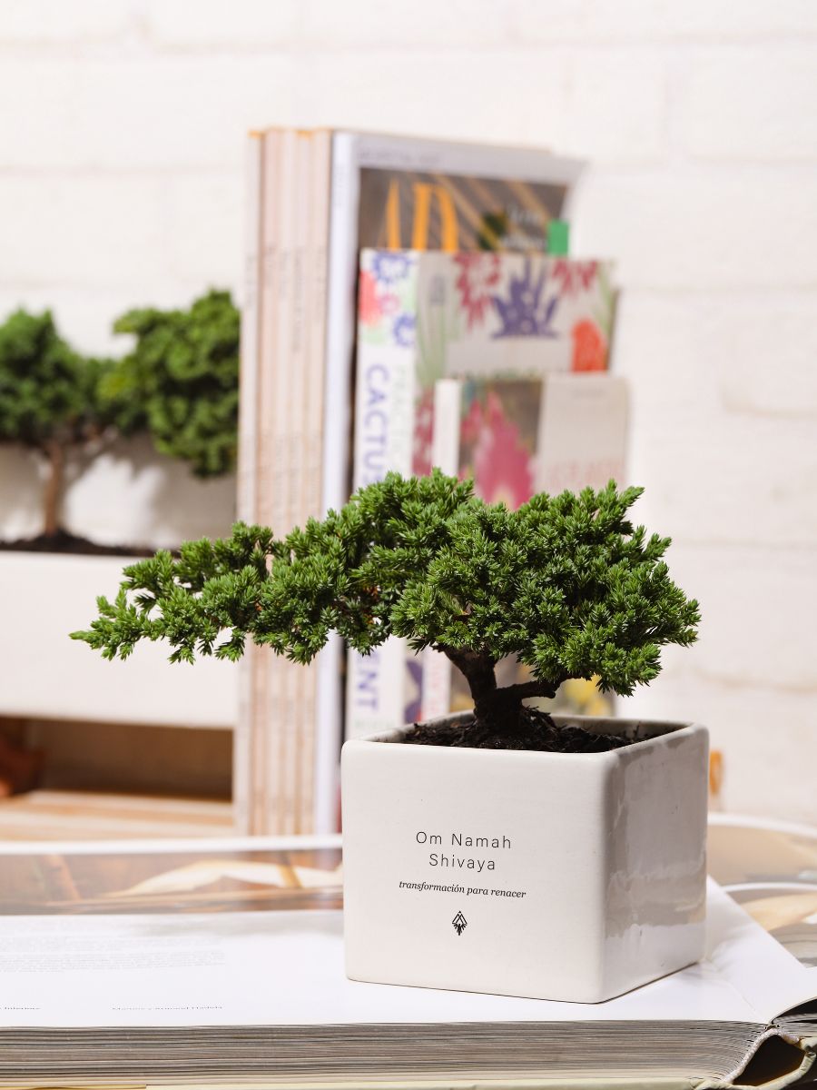 Bonsai, Árbol De La Vida Shiva Mantra