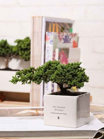 Bonsai, Árbol De La Vida Shiva Mantra