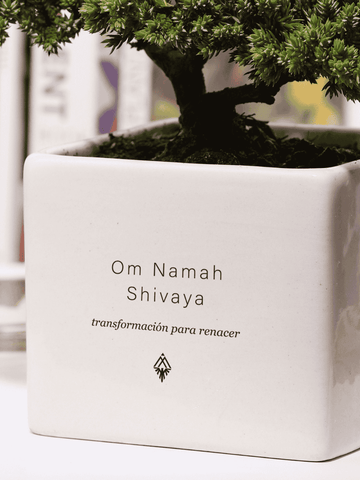 Bonsai, Árbol De La Vida Shiva Mantra