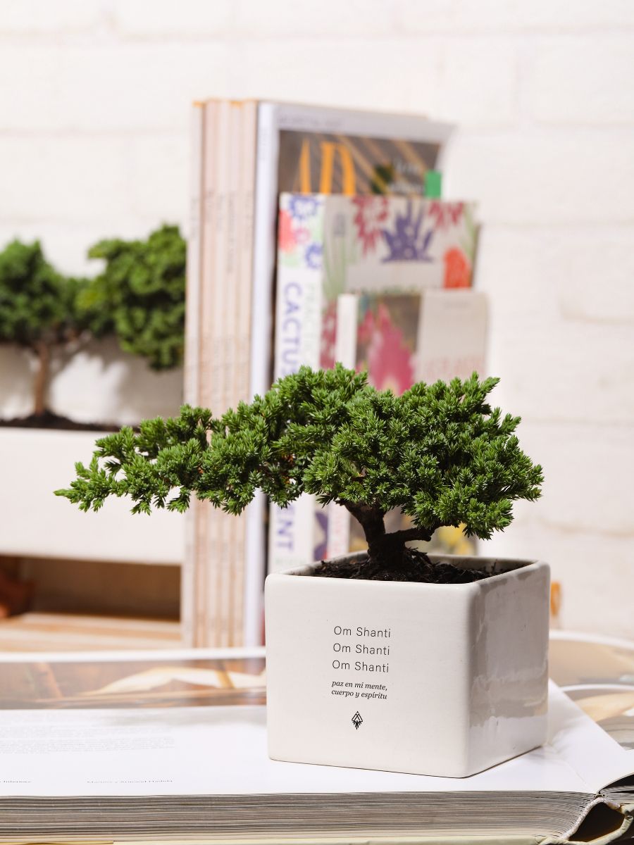 Bonsai, Árbol de la Vida Mantra de la Paz