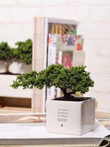 Bonsai, Árbol de la Vida Mantra de la Paz