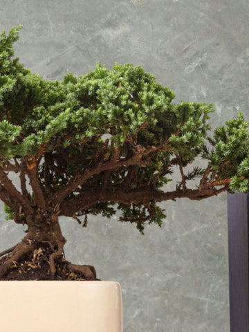 Bonsai Pino Ikigai 7 años