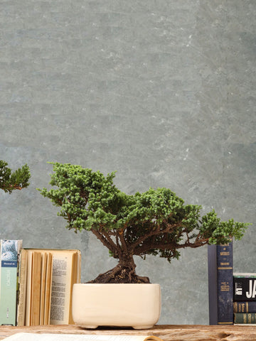 Bonsai Pino Ikigai 7 años