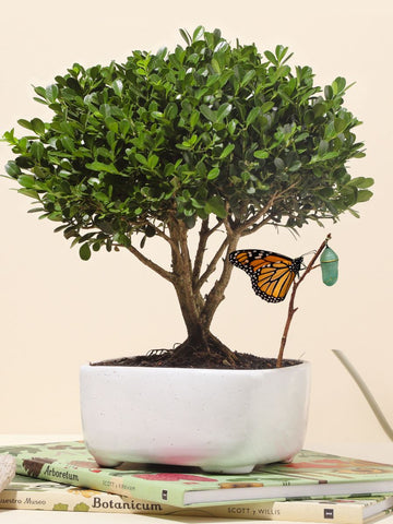 Bonsai Buxus 7 años (Solo en Medellin)