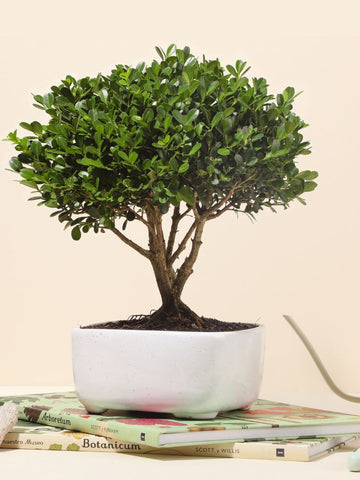 Bonsai Buxus 7 años (Solo en Medellin)