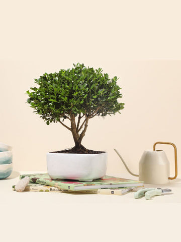 Bonsai Buxus 7 años (Solo en Medellin)