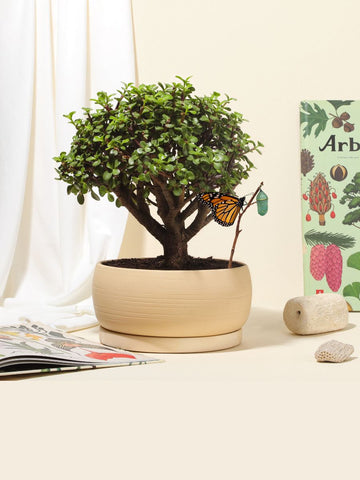 Bonsai Jade 7 años en Matera Kaori (Solo en Medellin)