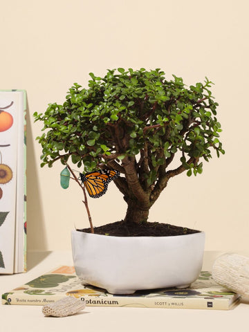Bonsai Jade 7 años (Solo en Medellin)