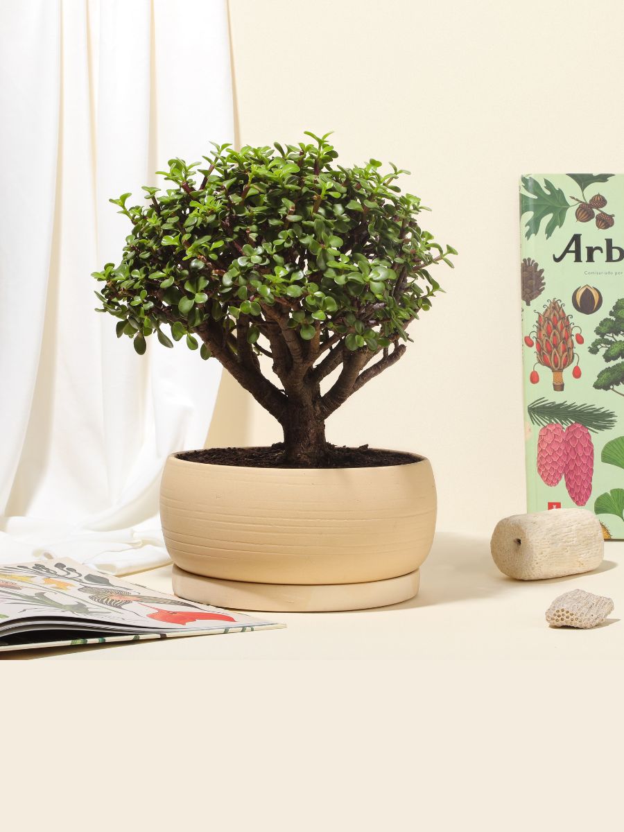 Bonsai Jade 7 años en Matera Kaori (Solo en Medellin)