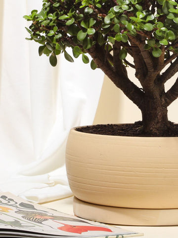 Bonsai Jade 7 años en Matera Kaori (Solo en Medellin)