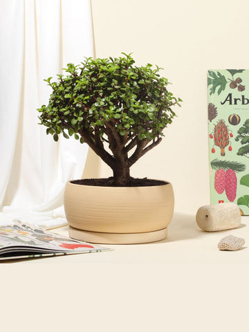 Bonsai Jade 7 años en Matera Kaori (Solo en Medellin)