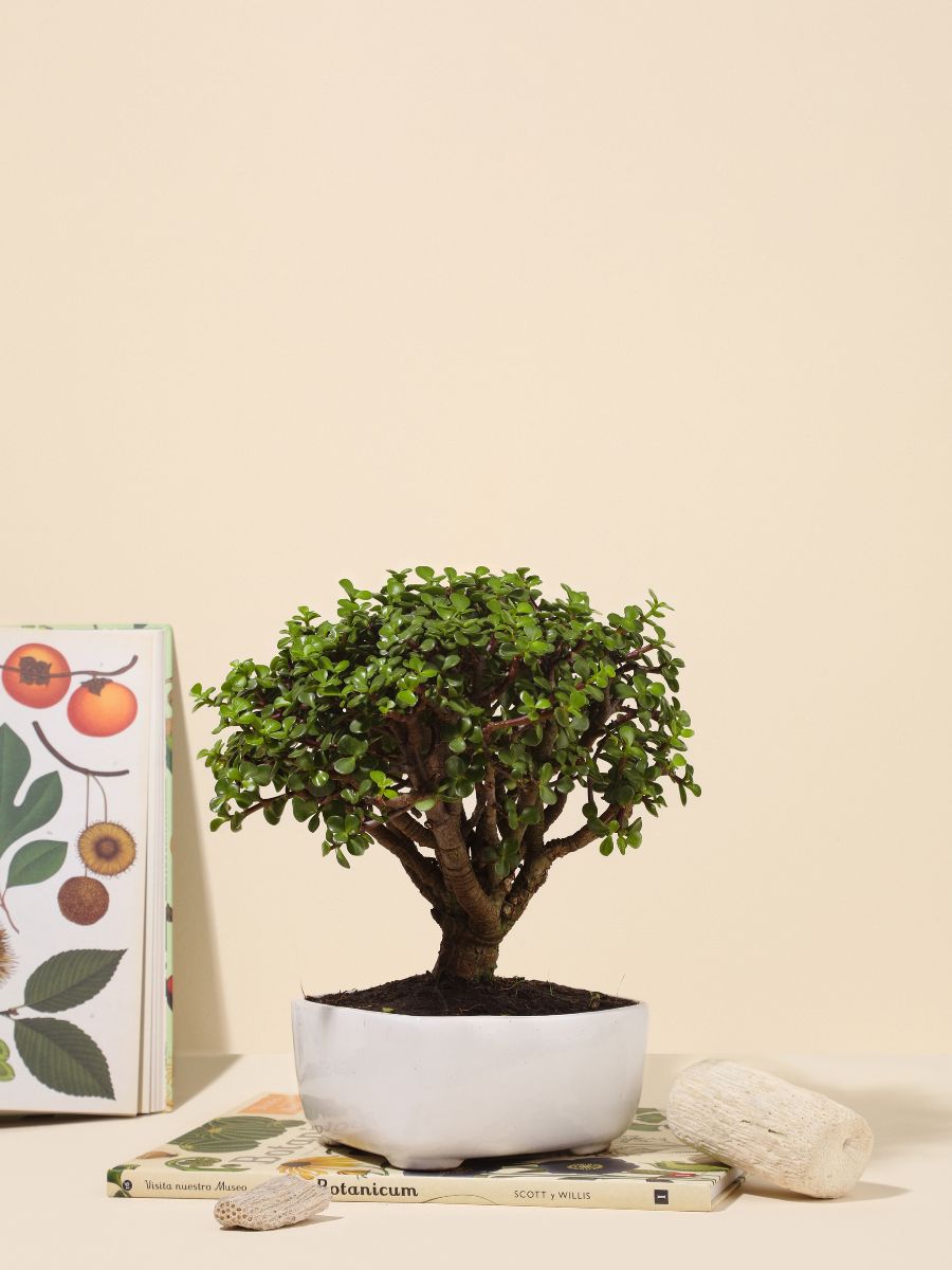 Bonsai Jade 7 años (Solo en Medellin)