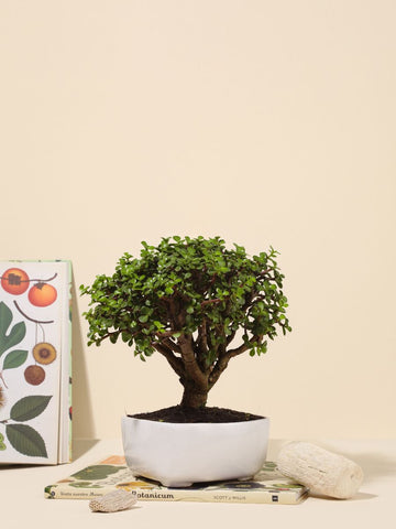 Bonsai Jade 7 años (Solo en Medellin)