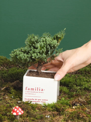 Matera Familia con Planta a Elección