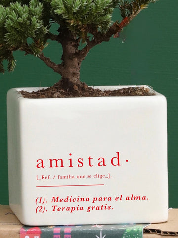 Matera Amistad con Bonsai
