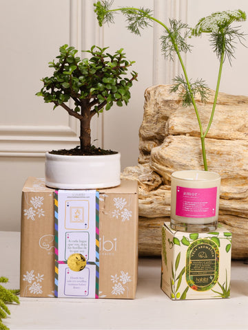 Kit Corazón de Jade: bonsái de jade en matera de cerámica blanca junto a la vela aromática con nuestra definición de Amor y el empaque de regalo de la temporada Cartas de Amor.