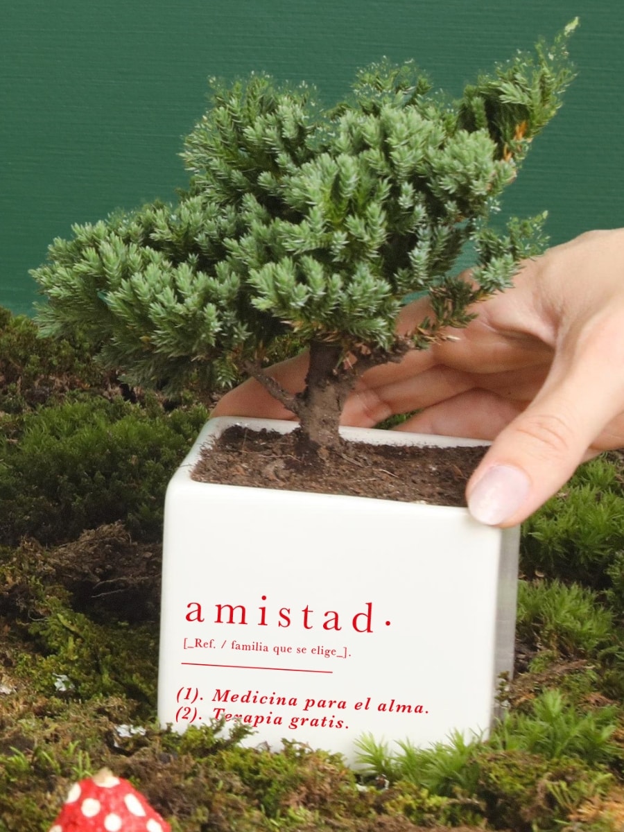 Matera Amistad con Bonsai