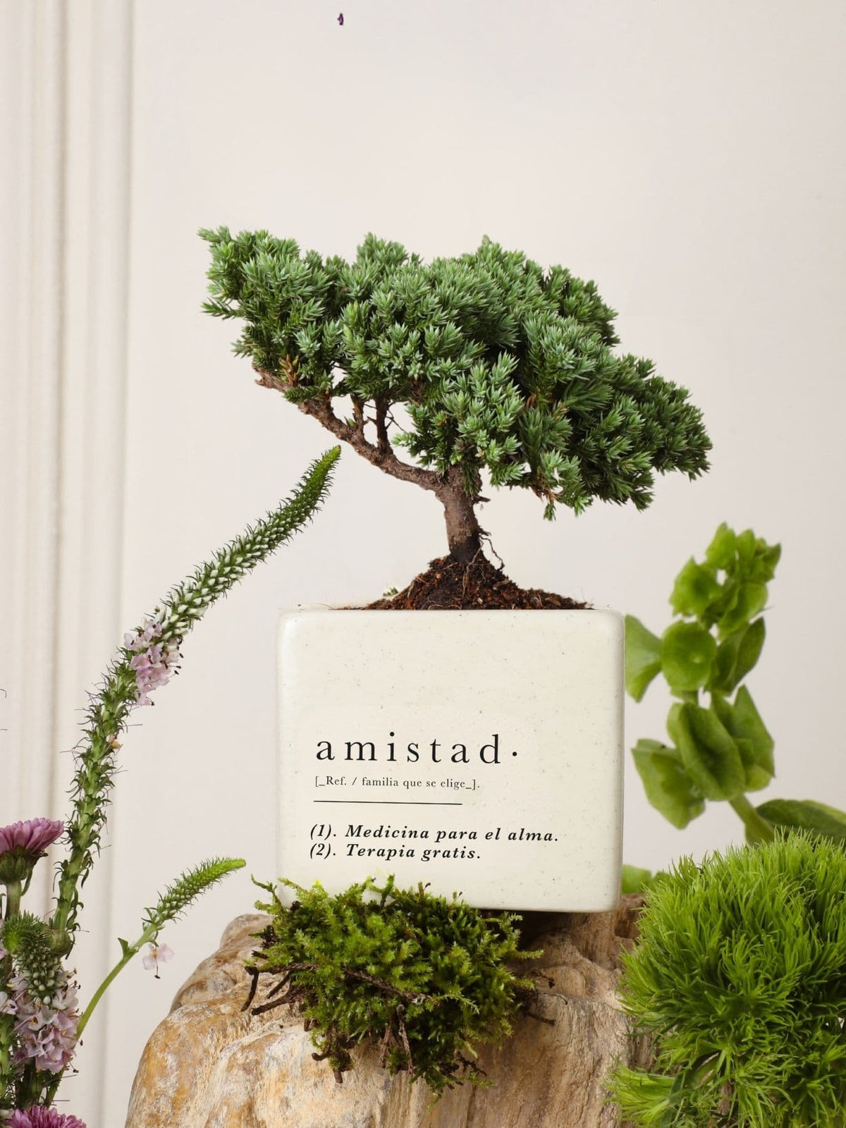 Matera Amistad con Bonsai