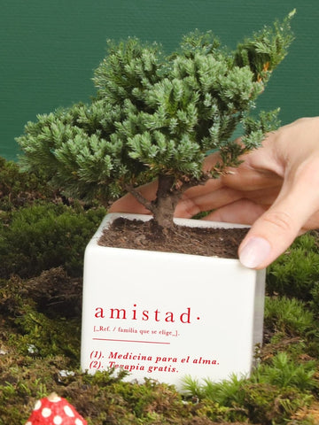 • Matera Amistad con Planta Edición Navidad