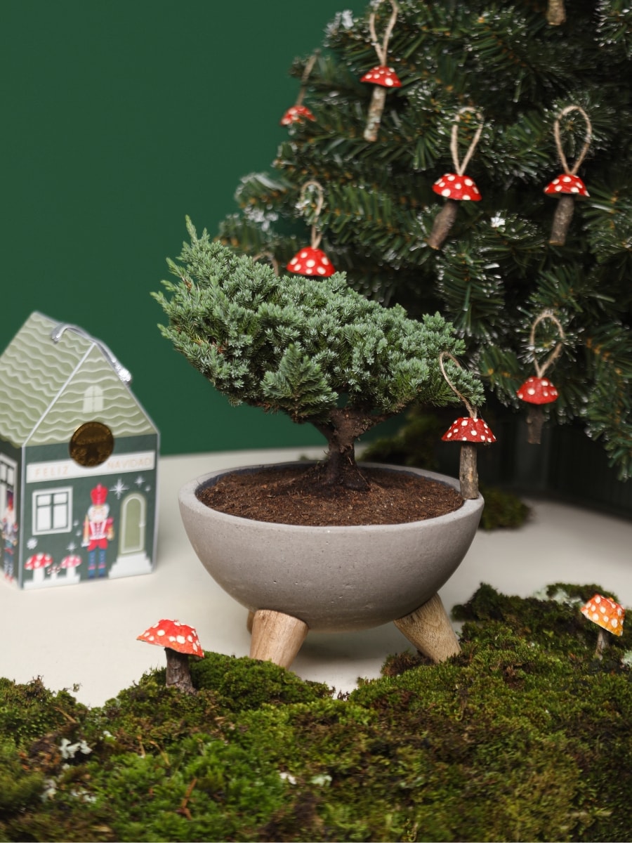 • Bonsai Pino en Bowl en Concreto con Charm