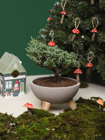 • Bonsai Pino en Bowl en Concreto con Charm